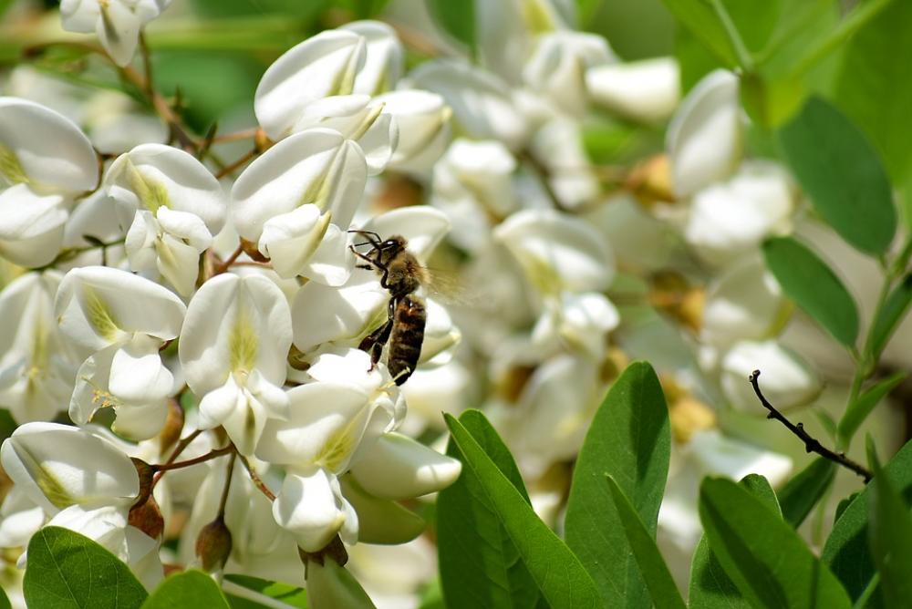 Bee Black Locust Flower Honey Bees Insect Pollen Bee Black Locust Flower Honey Bees Insect Pollen
