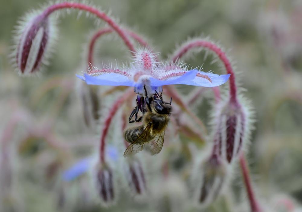 Bee Flower Pollen Insects Nature Plants Nectar Bee Flower Pollen Insects Nature Plants Nectar