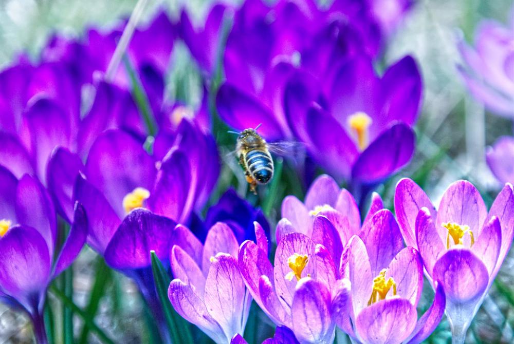 Bee Flower Spring Bee Flower Spring