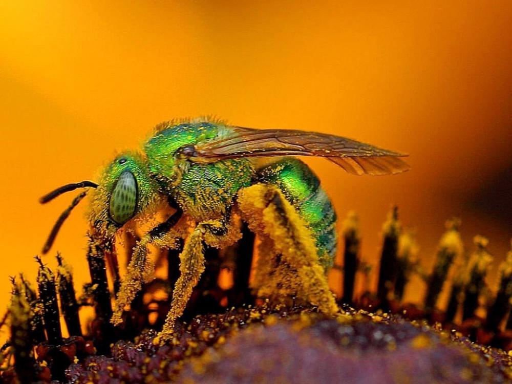 Bee Close Up Macro Pollen Insect Flower Bee Close Up Macro Pollen Insect Flower