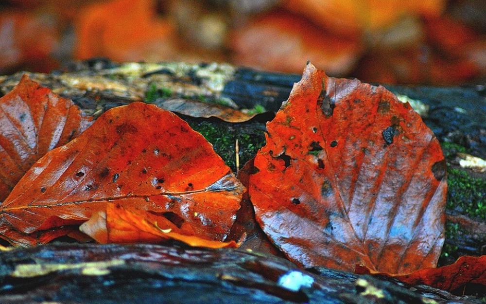 Beech Leaves Autumn Red Beech Leaves Autumn Red
