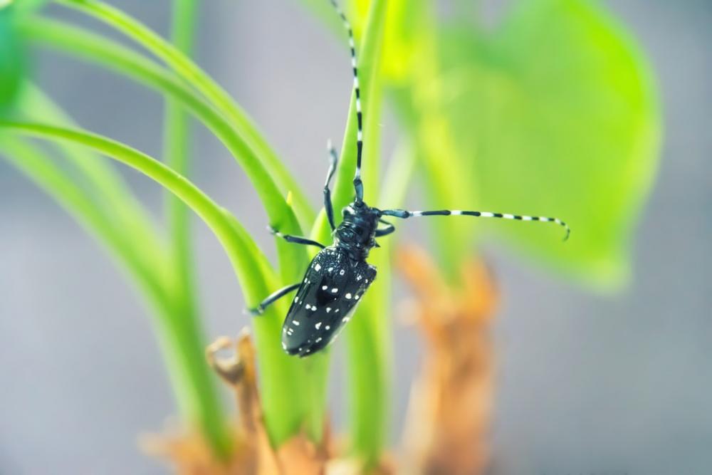 Beetles Insect Plant Green Pets Beetles Insect Plant Green Pets