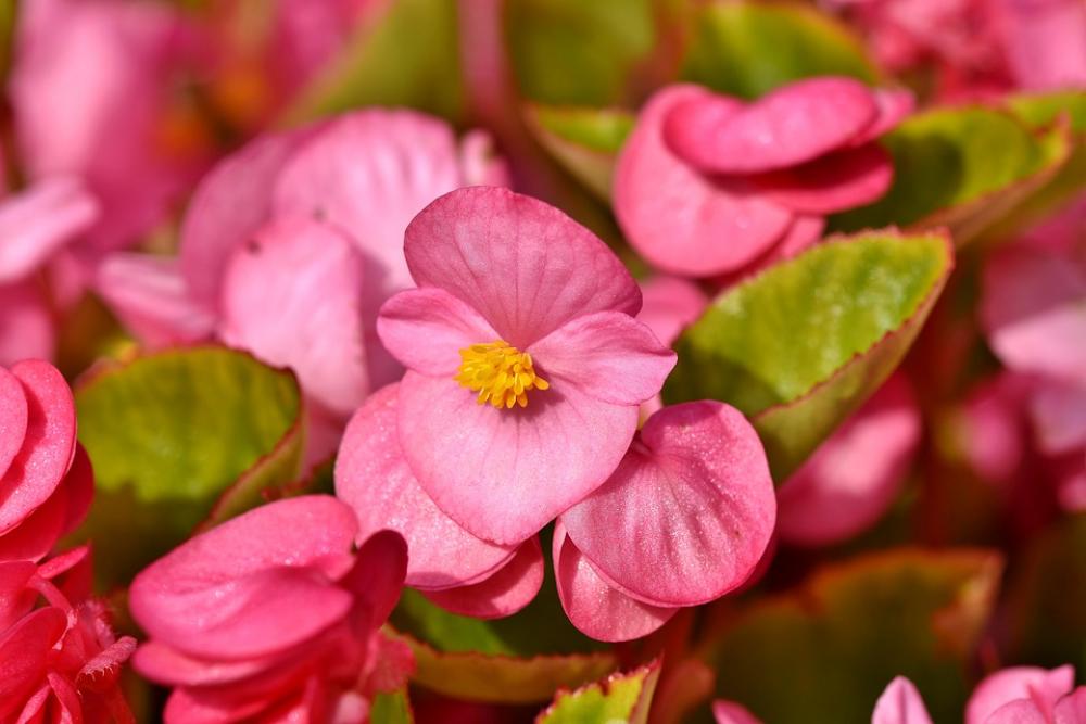 Begonia Schiefblatt Skew Sheet Plant Balcony Plant Begonia Schiefblatt Skew Sheet Plant Balcony Plant