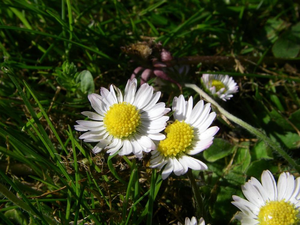 Bellis Flower Botany Bellis Flower Botany