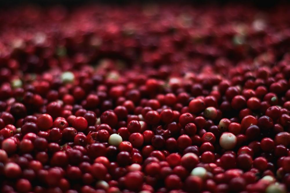 Berries Cranberries Close-Up Food Fruits Healthy Berries Cranberries Close-Up Food Fruits Healthy
