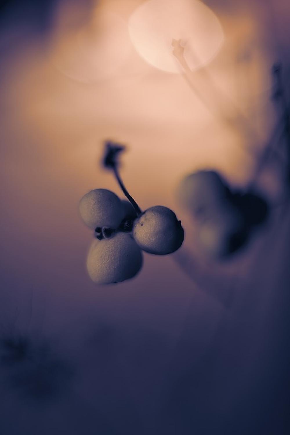 Berries Rowanberries Nature Bush Autumn Rowan Berries Rowanberries Nature Bush Autumn Rowan