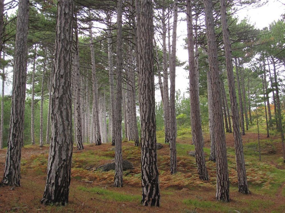 Birch Tree Green Forest Landscape Trees Birch Tree Green Forest Landscape Trees