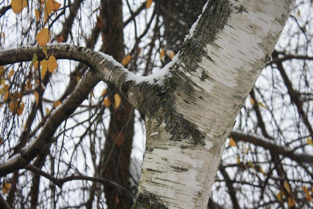 Birch Tree Branch Leaf Autumn Fall Winter Snow Birch Tree Branch Leaf Autumn Fall Winter Snow