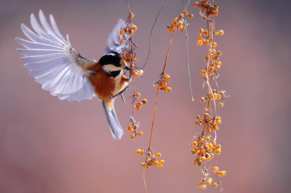 Bird Wings Fluttering Nature Animal Berries Bird Wings Fluttering Nature Animal Berries