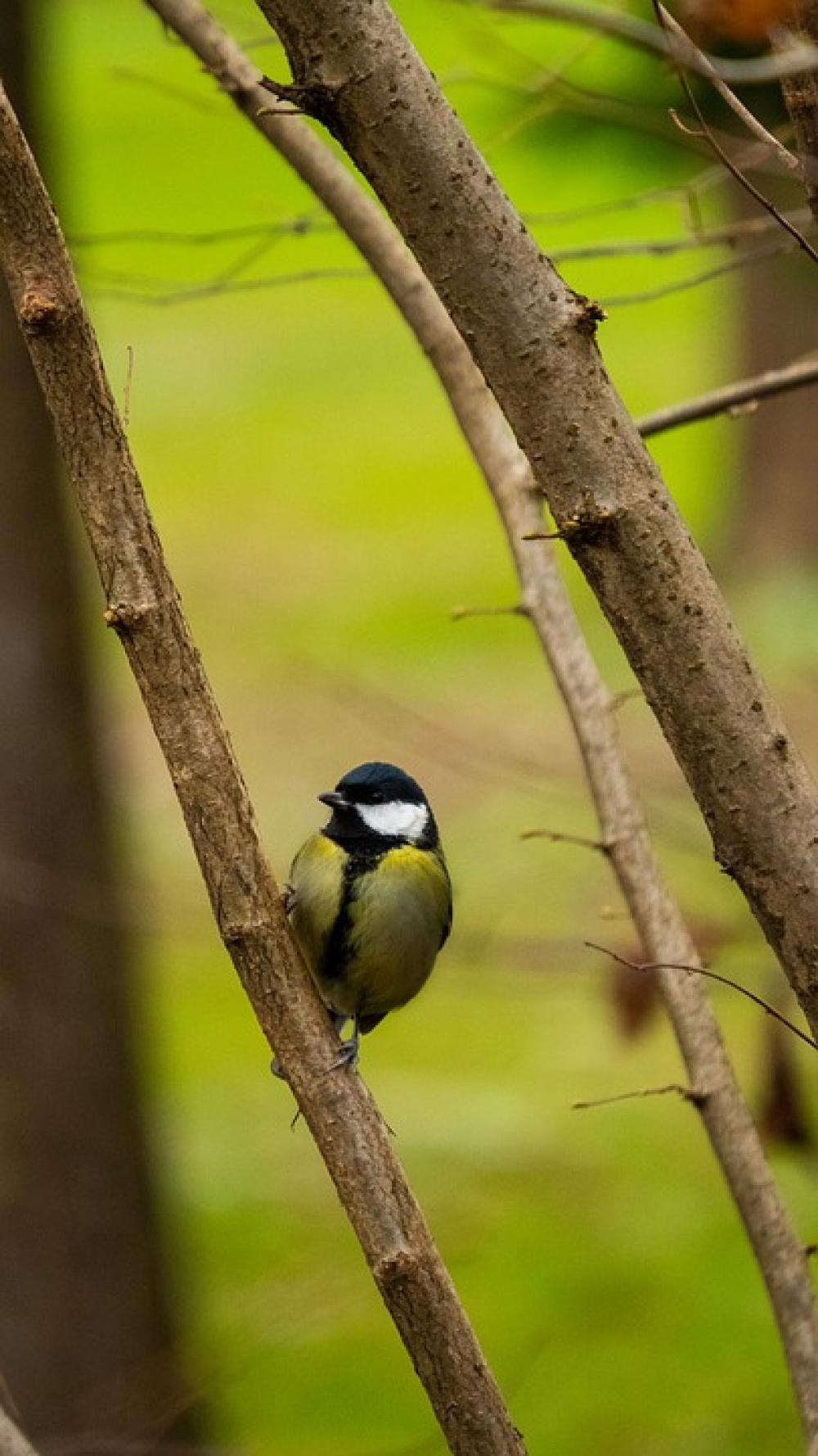 Bird Winter Animal Nature Snow Snowy Frozen Bird Winter Animal Nature Snow Snowy Frozen