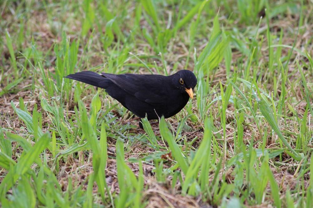 Bird Black Toscana Italy Curious Nature Grass Bird Black Toscana Italy Curious Nature Grass