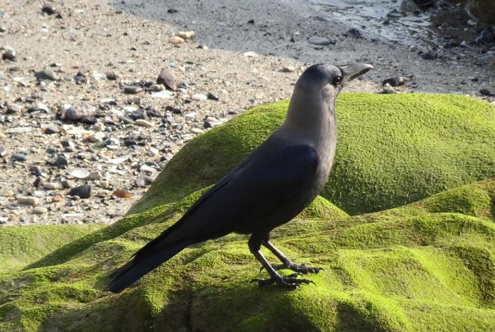 Bird Crow House Crow Corvus Splendens Indian Bird Crow House Crow Corvus Splendens Indian