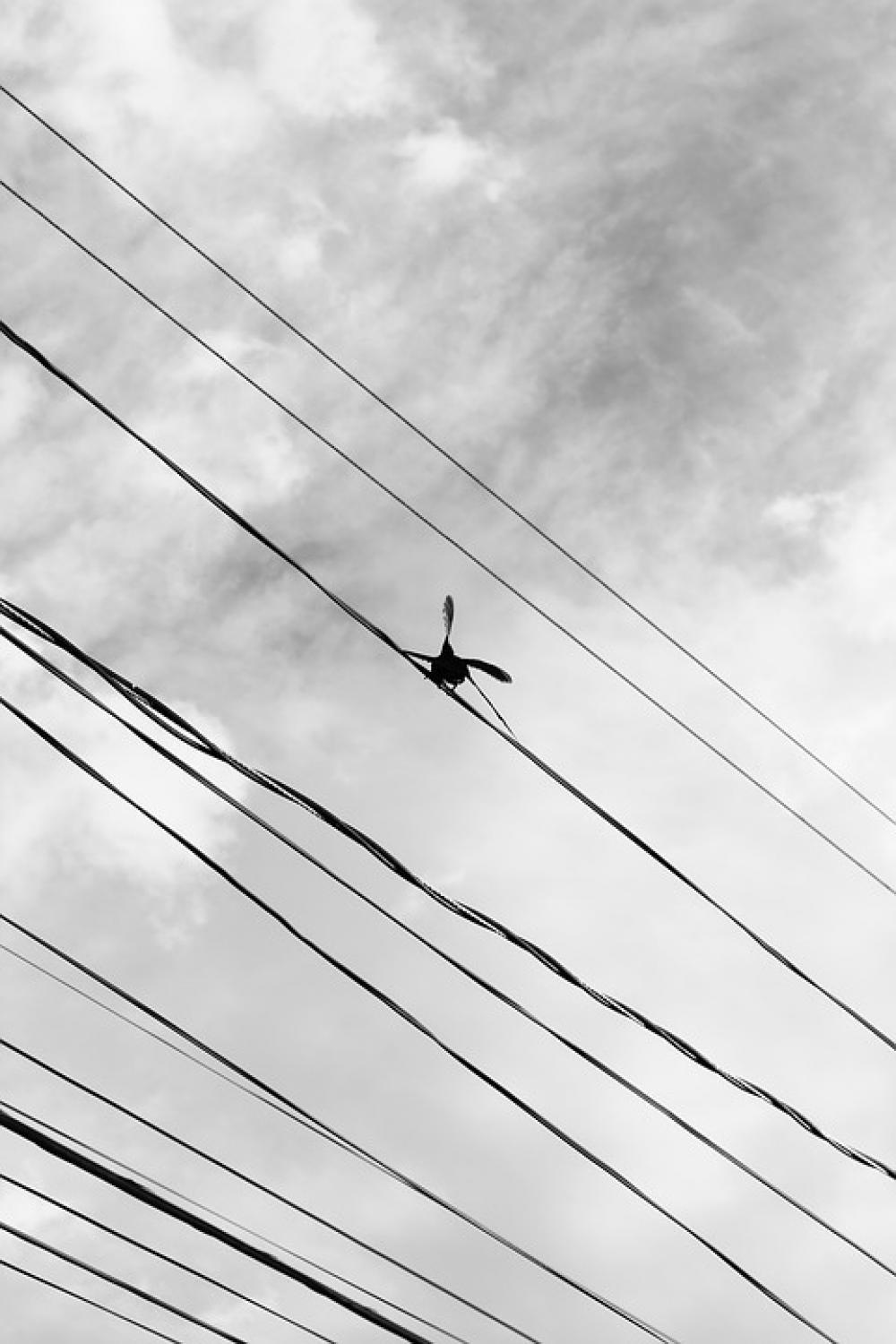 Bird Ceu Nature Flight Clouds Pity Seagull Bird Ceu Nature Flight Clouds Pity Seagull