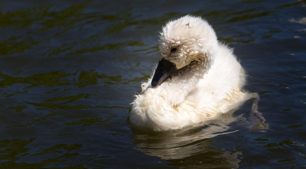 Bird Nature Animal World Plumage Bird Nature Animal World Plumage