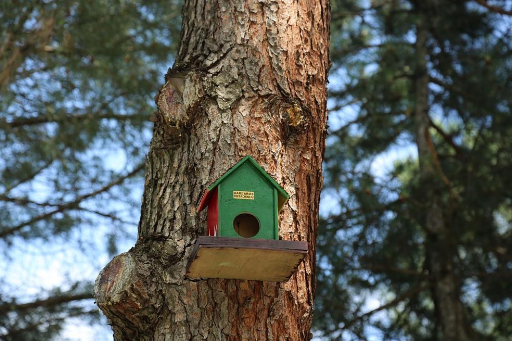 Bird Nature Birdhouse Animal Spring Tree Insect Bird Nature Birdhouse Animal Spring Tree Insect