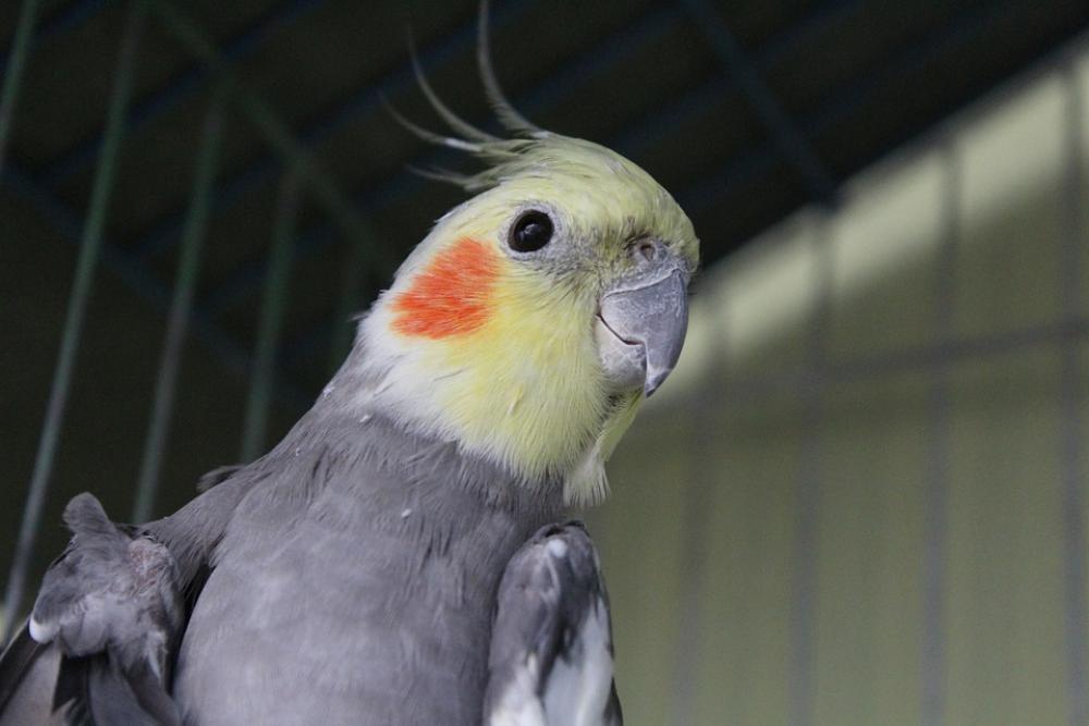 Bird Cacatua Yellow Grey Orange Bird Cacatua Yellow Grey Orange