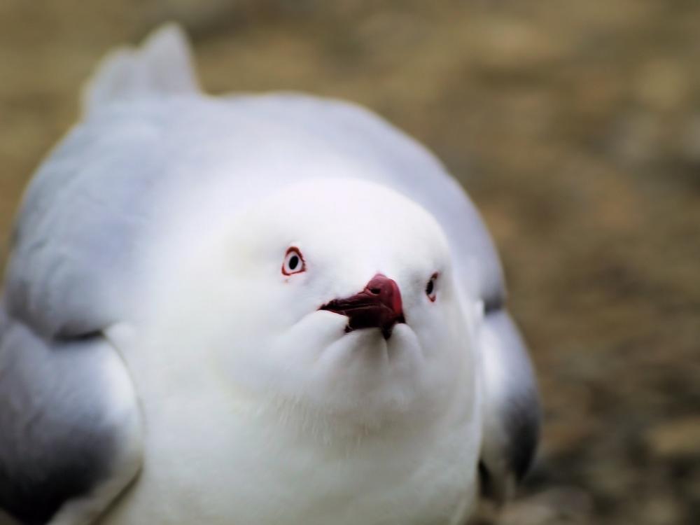 Bird Face Gull Beak Looking Wild White Bird Face Gull Beak Looking Wild White