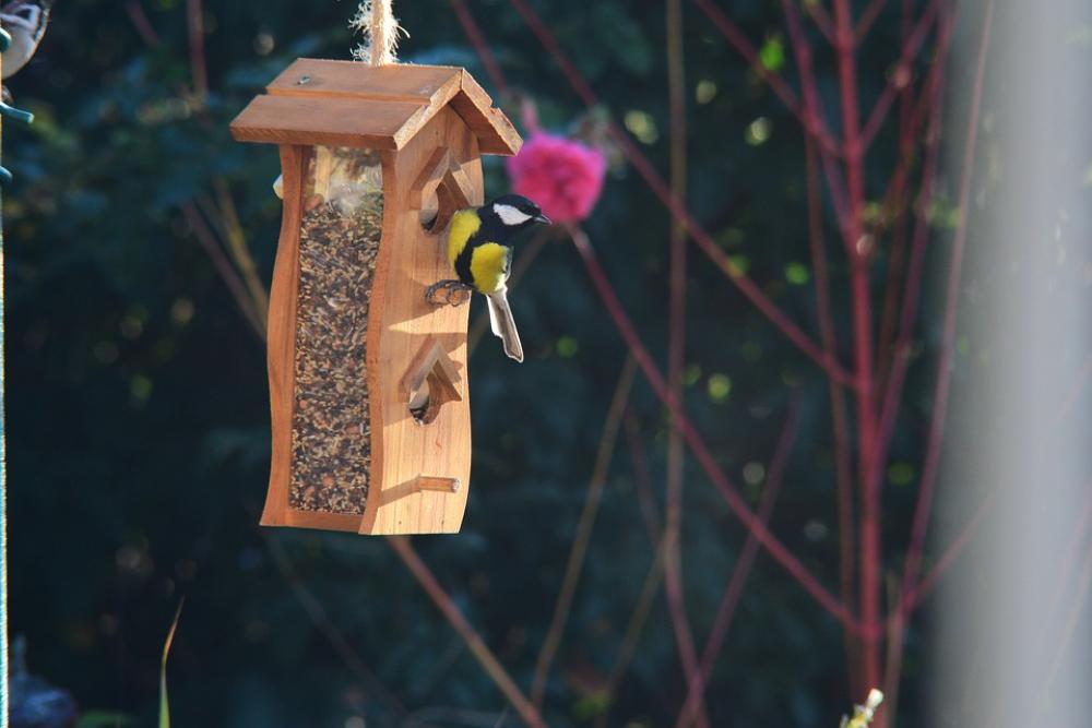Bird Bird Feeding Tray Garden Tit Chickadee Bird Bird Feeding Tray Garden Tit Chickadee
