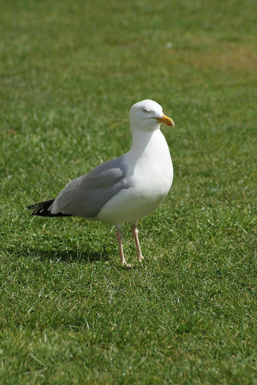 Bird The Seagull Animal Sea Flight Nature Feather Bird The Seagull Animal Sea Flight Nature Feather