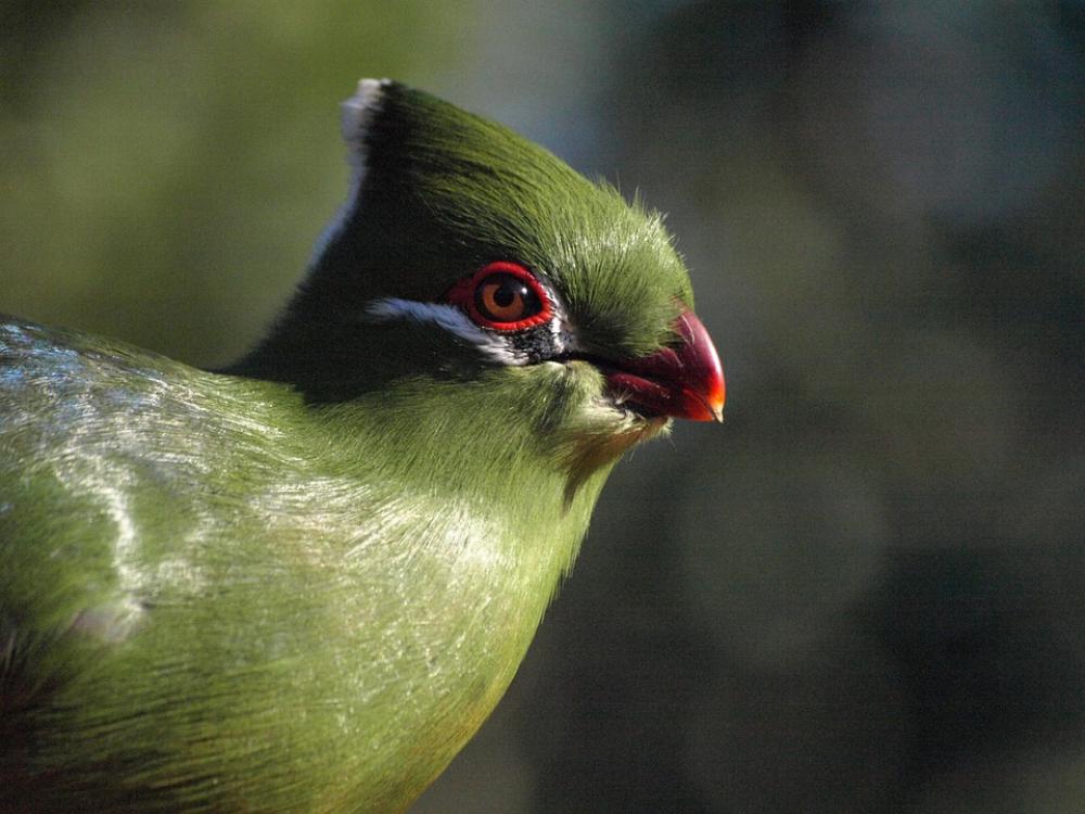 Bird Portrait Plumage Colorful Knysna Lourie Bird Portrait Plumage Colorful Knysna Lourie