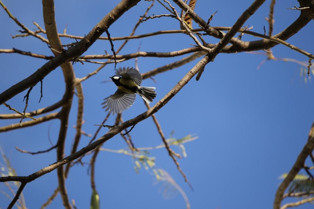 Bird Flying Sky Branches Bird Flying Sky Branches