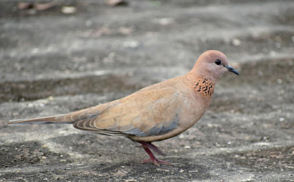 Bird Dove Animal Nature Wings Feathers Plumage Bird Dove Animal Nature Wings Feathers Plumage