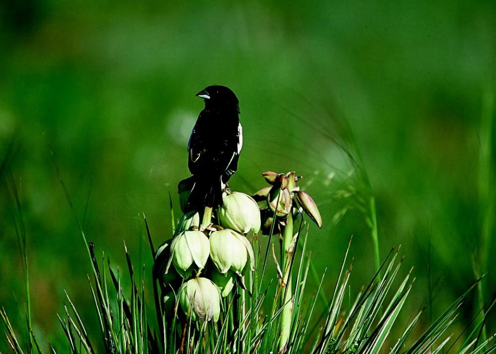 Bird Sparrow Lark Bunting Male Field Nature Bird Sparrow Lark Bunting Male Field Nature