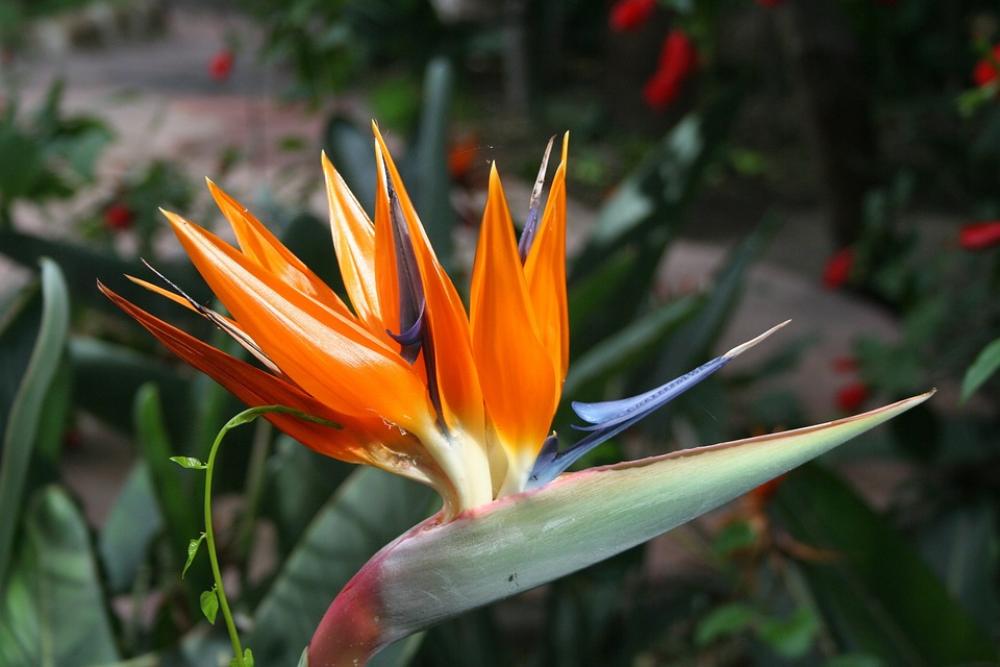 Bird Of Paradise Plants Flowers Bloom Bird Of Paradise Plants Flowers Bloom