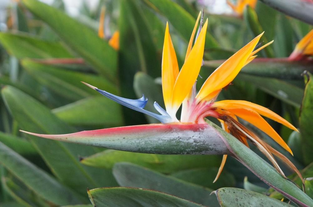 Bird Of Paradise Flower Flower Green Plant Nature Bird Of Paradise Flower Flower Green Plant Nature