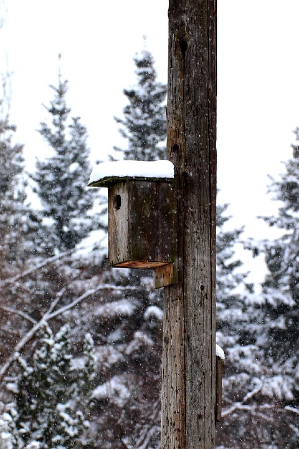 Birdhouse Snow Winter Nature Tree Outdoor Birdhouse Snow Winter Nature Tree Outdoor