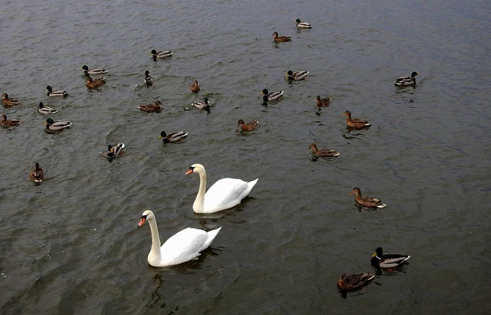 Birds Swans Ducks River Swim Birds Swans Ducks River Swim
