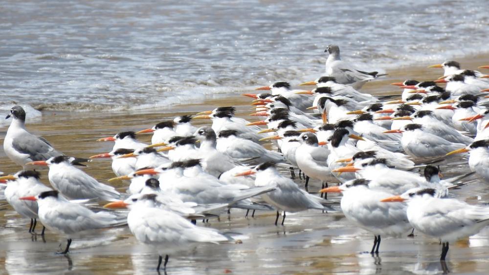 Birds Beach Seagull Costa Nature Summer Ocean Birds Beach Seagull Costa Nature Summer Ocean