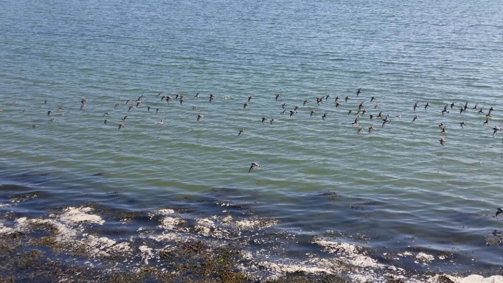 Birds Flying Beach Scenery Lan Landscape Ocean Birds Flying Beach Scenery Lan Landscape Ocean