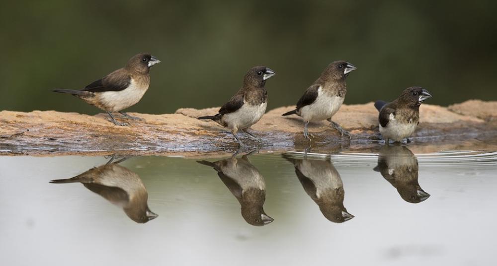 Birds Animals Water Reflection Nature Wildlife Birds Animals Water Reflection Nature Wildlife