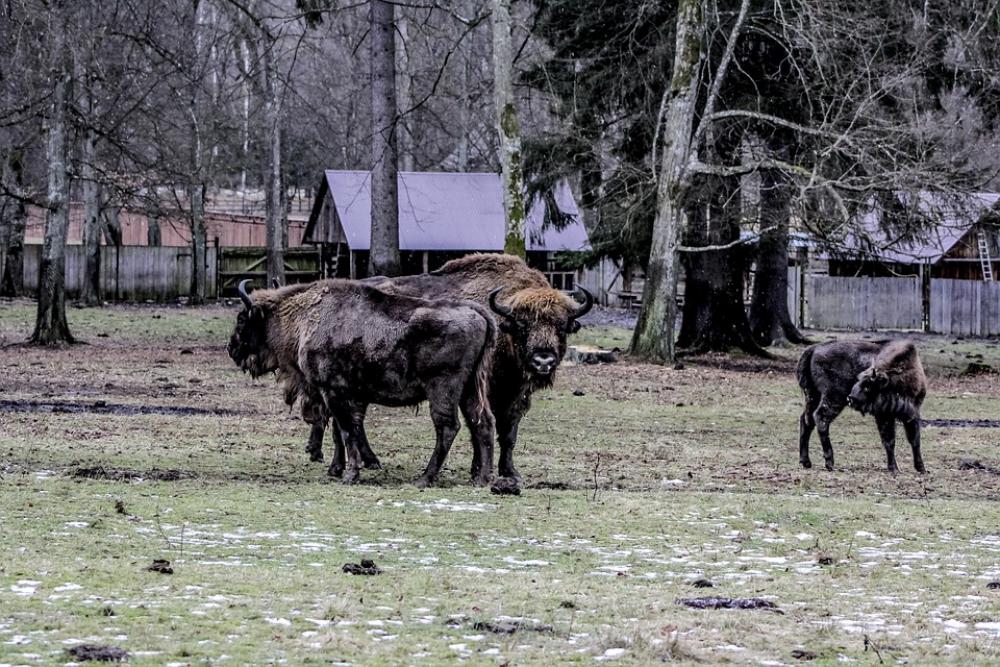 Bison Demonstration Reserve Lowland Wisent Bison Demonstration Reserve Lowland Wisent