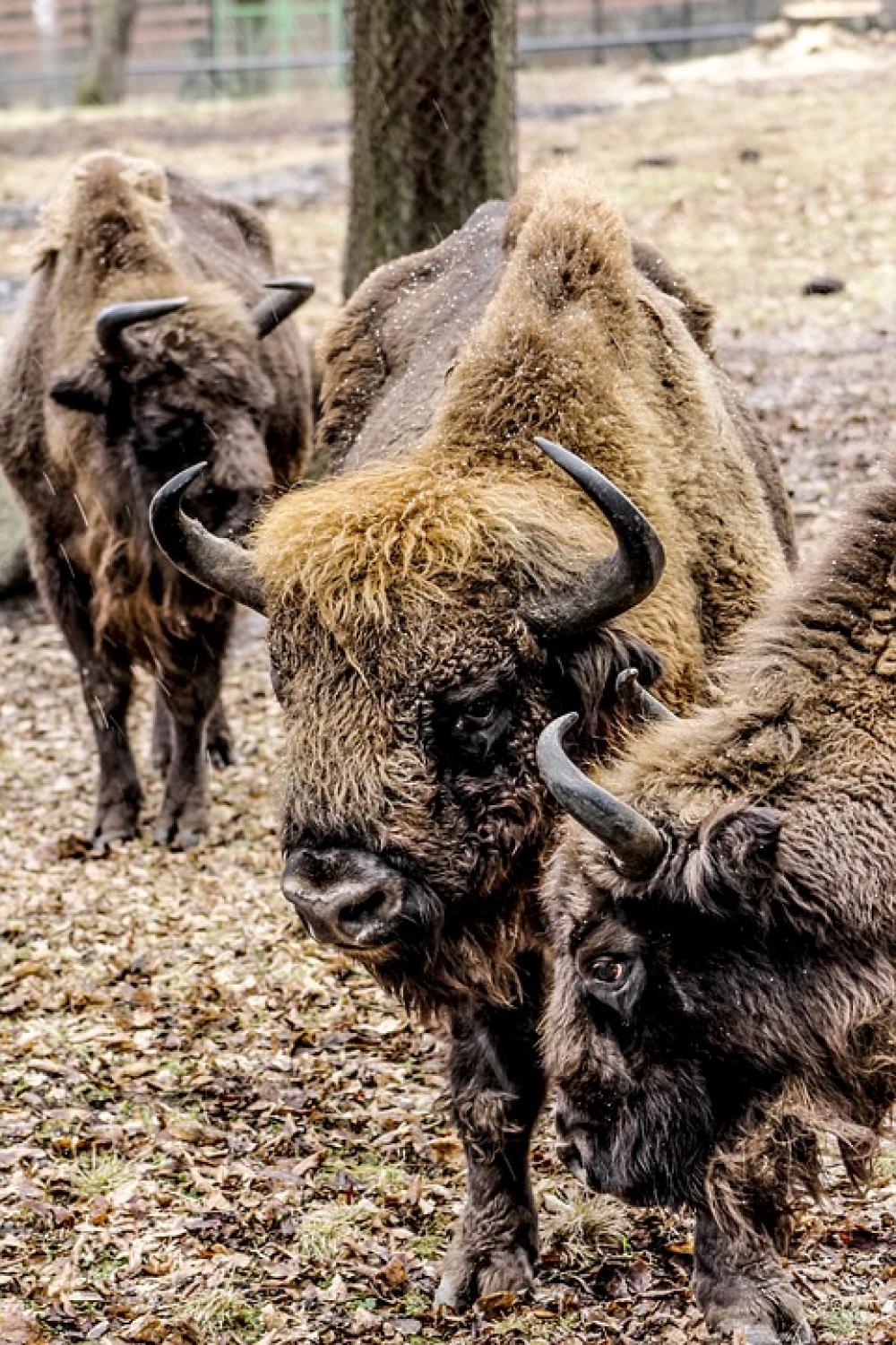 Bison Demonstration Reserve Lowland Wisent Bison Demonstration Reserve Lowland Wisent
