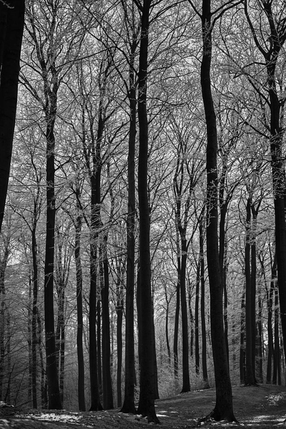 Black And White Forest Landscape Nature Trees Black And White Forest Landscape Nature Trees