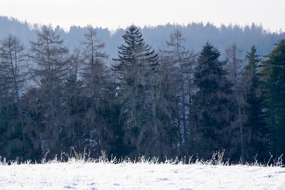 Black Forest Forest Nature Landscape Trees Black Forest Forest Nature Landscape Trees