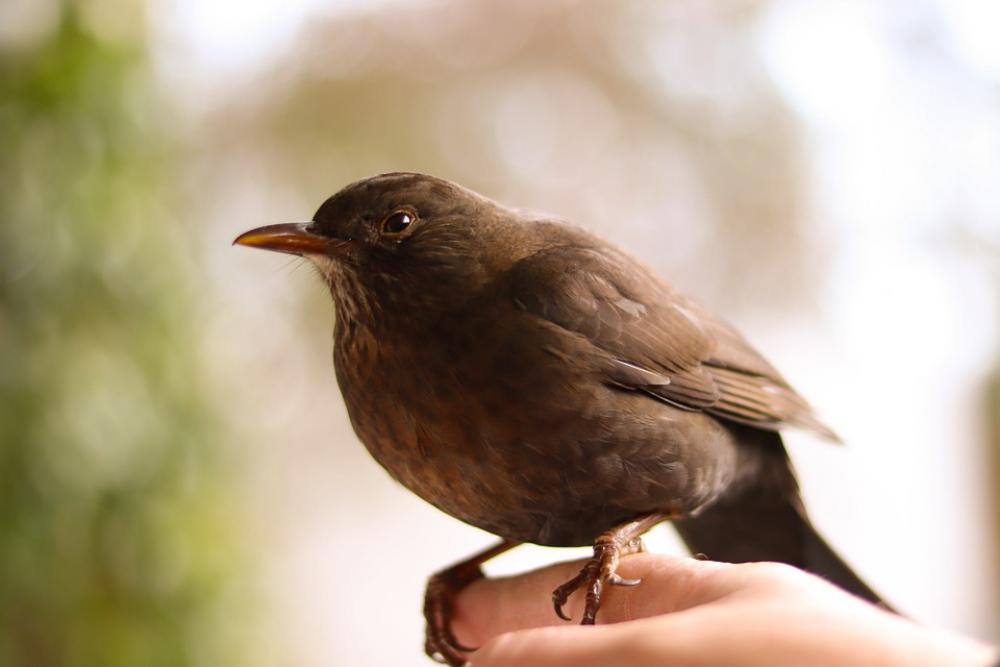 Blackbird Nature Bird Brown Blackbird Nature Bird Brown