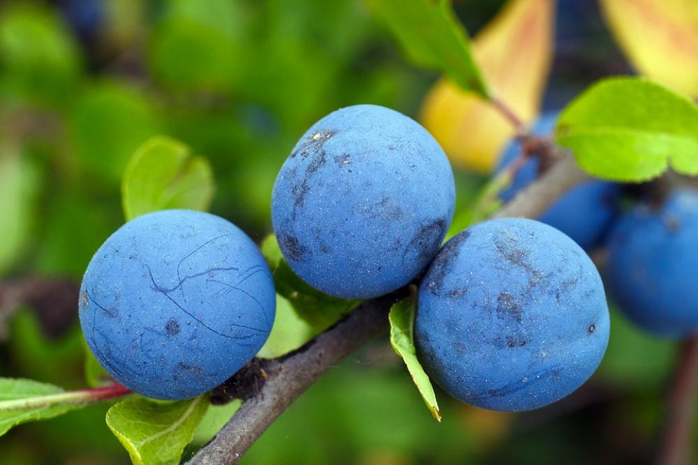 Blackthorn Plums Berry Blue Vitamins Tasty Blackthorn Plums Berry Blue Vitamins Tasty