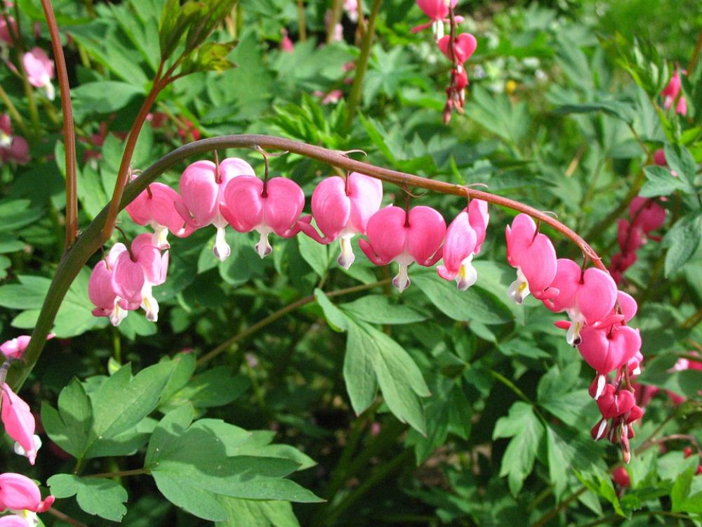 Bleeding Heart Flower Spring Garden Pink Macro Bleeding Heart Flower Spring Garden Pink Macro