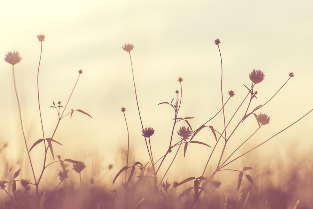 Bloom Blossom Flora Flowers Nature Plants Summer Bloom Blossom Flora Flowers Nature Plants Summer