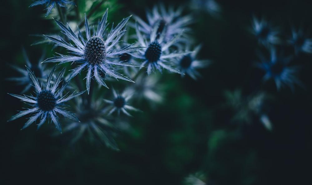 Bloom Blossom Flora Flowers Macro Bloom Blossom Flora Flowers Macro