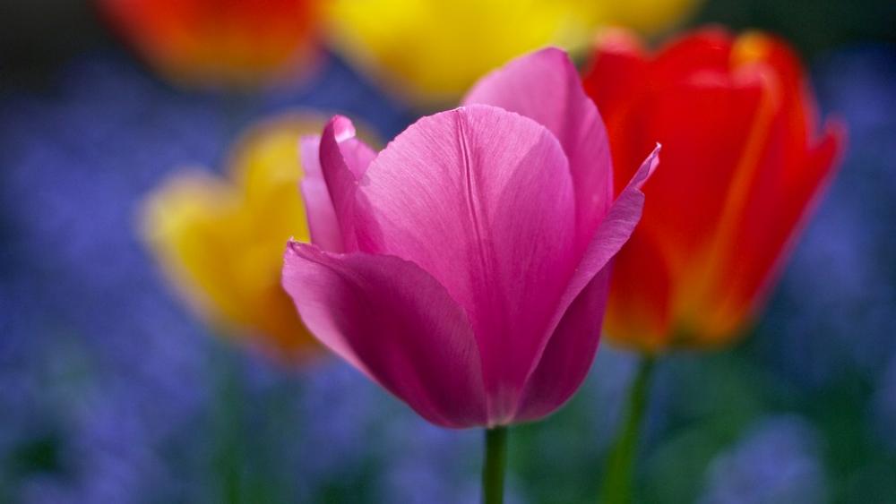 Bloom Tulips Flowers Blooming Blossom Blur Bright Bloom Tulips Flowers Blooming Blossom Blur Bright