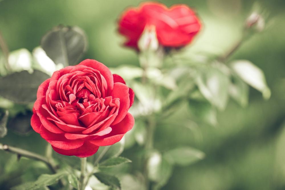 Bloom Roses Love Romance Blossom Flora Flower Bloom Roses Love Romance Blossom Flora Flower