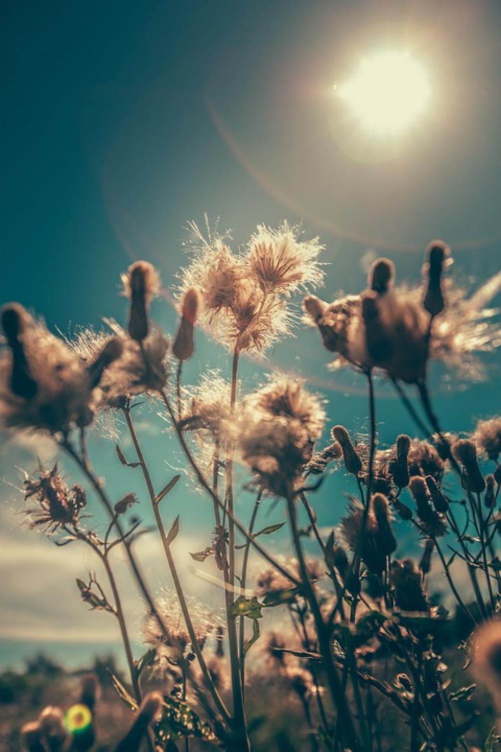 Bloom Blossom Field Flora Flowers Grass Outdoors Bloom Blossom Field Flora Flowers Grass Outdoors