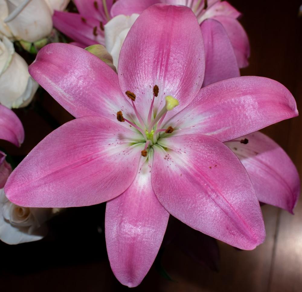 Bloom Nature Plant Floral Violet Pink Flowers Bloom Nature Plant Floral Violet Pink Flowers