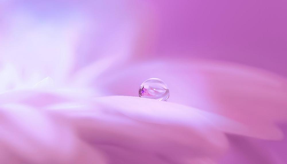 Blossom Bloom Flower Drip Drop Of Water Plant Blossom Bloom Flower Drip Drop Of Water Plant