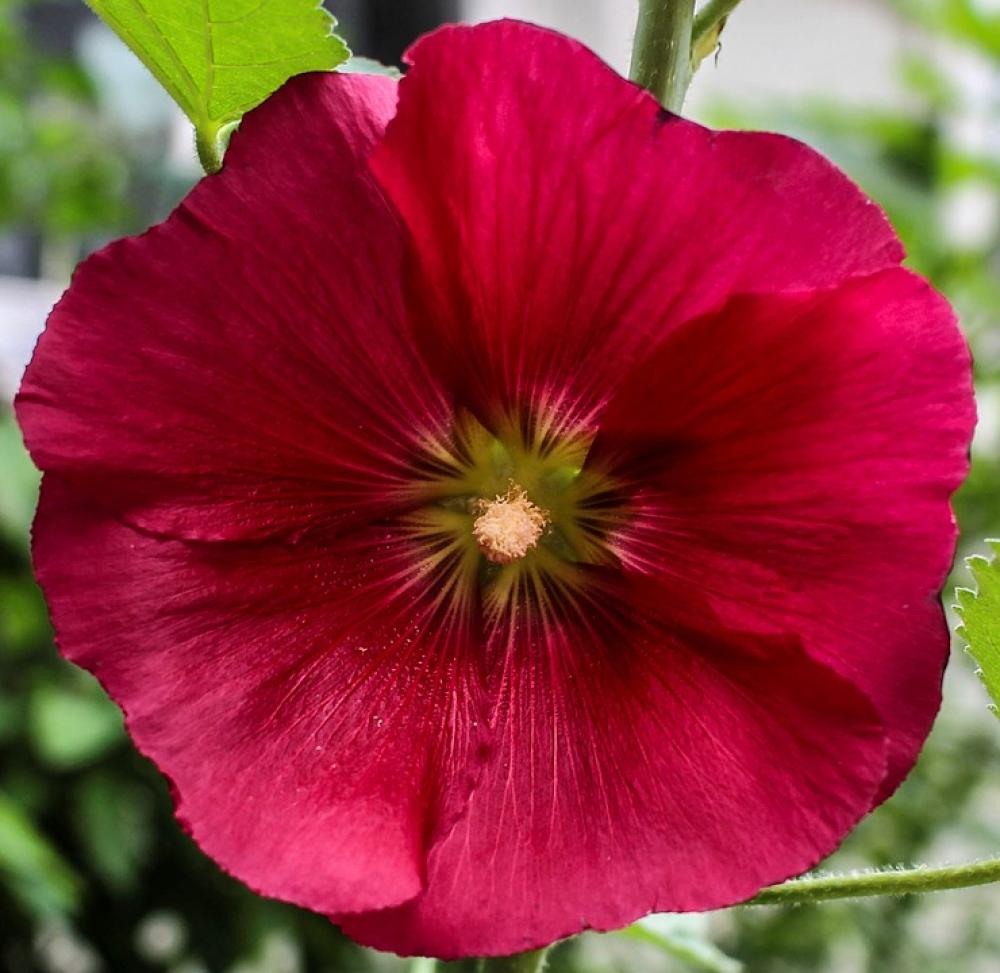 Blossom Bloom Petals Bloom Red Sprout Plant Blossom Bloom Petals Bloom Red Sprout Plant