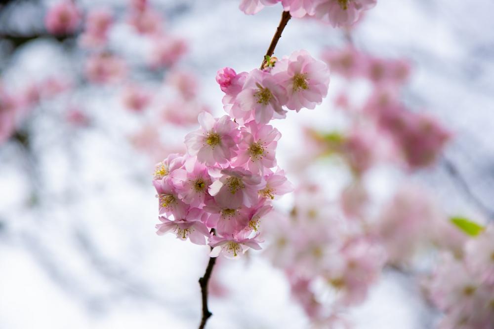 Blossom Bloom Cherry Spring Nature Freedom Blossom Bloom Cherry Spring Nature Freedom